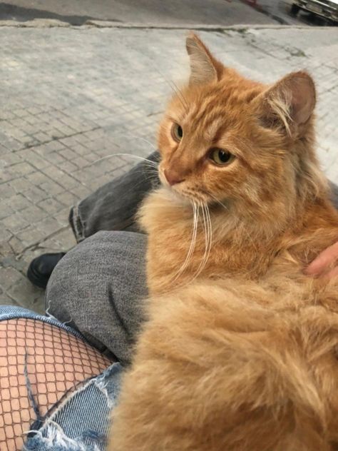 A fluffy light orange/ginger collored cat is sitting on the laps of two girls. One with dark grey baggy pants. The second with jeans and black net tights under Cute Ginger Cat Aesthetic, Orange Fluffy Kitten, Orange Shorthair Cat, Long Haired Orange Cat, Fluffy Orange Cat Aesthetic, Ginger Cat Pfp, Ginger Fluffy Cat, Ginger Cats Aesthetic, Light Orange Aesthetic