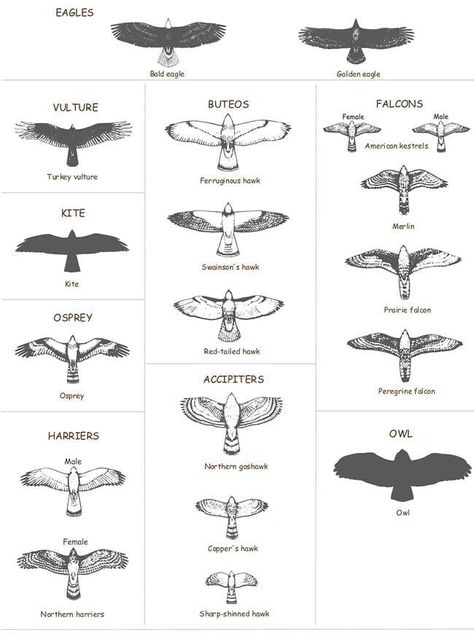 Raptor Identification Chart Bird Of Prey Tattoo, Falcon Tattoo, Herren Hand Tattoos, Hawk Tattoo, Tato Henna, Bird Types, Eagle Tattoos, Eagle Tattoo, Small Tattoos For Guys