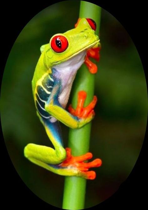 Ocean Creatures Art, Regard Animal, Amazing Frog, Wild Animals Photography, Red Eyed Tree Frog, Frog Pictures, Rainforest Animals, Amazing Animal Pictures, Frog Drawing