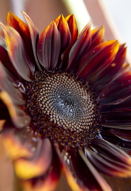 brown sunflower | Flickr - Photo Sharing! Brown Sunflower, Brown Henna, Growing Sunflowers, Sunflower Garden, Hippie Chick, Gold Tips, Yard Work, Old World Charm, Flower Child