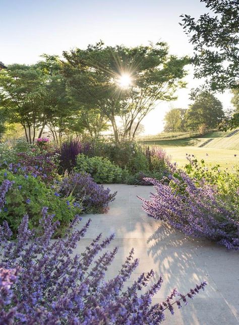 Marcus Barnett, Lilac Garden, Australian Grasses Landscape Design, Grasses Garden Australia, Native Meadow Garden, Meadow Garden Australia, Meadow Sweet Plant, Gravel Garden, Outdoor Gardens Design