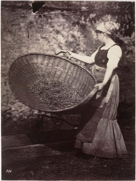 Study of Rural Workers (winnower) Winnowing Basket, Old Baskets, Basket Vintage, Silver Print, French Photographers, Historical Characters, My Favorite Image, Vintage Wall, Vintage Wall Art