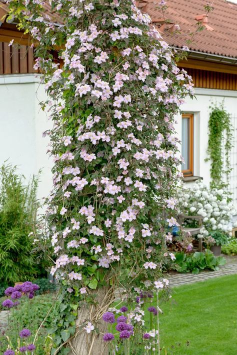 Climbing Plants Arch, Climber Flowers, Best Climbing Plants, Best Climbing Flowers For Trellis, Climbers Plants, Climbing Plants In Pots, Climbers For Shade, Fast Growing Climbers, Wall Climbing Plants