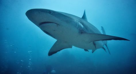 Fun Facts About Sharks, Dusky Shark, Goblin Shark, Water Turtle, Shark Facts, Species Of Sharks, Creepy Facts, Fish Sea, Wallpapers Desktop