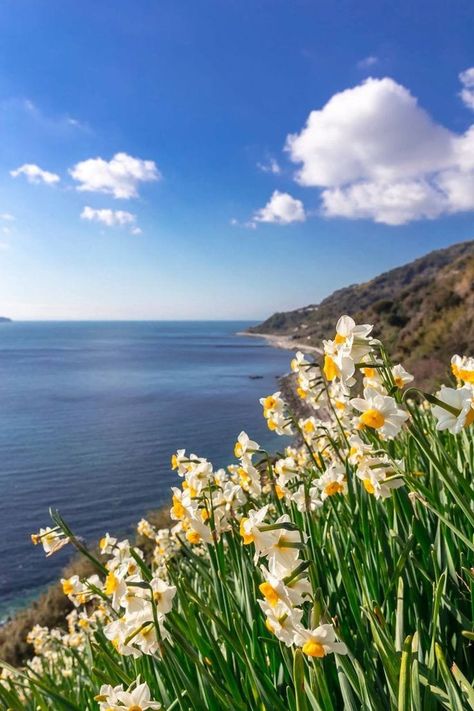 Awaji Island, Hyogo Japan, March Birth Flowers, Narcissus Flower, Daffodil Flower, Scenic Photography, Hyogo, Nature Travel, Wallpaper Aesthetic