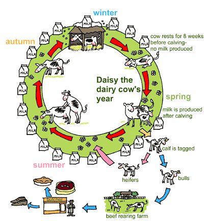 Organic Dairy Farming at Beechenhill Farm Vet Anatomy, Frisian Flag, Dairy Farming, Love My Husband Quotes, Farm Layout, Peak District National Park, Dairy Cow, Farm Lifestyle, Tea Company