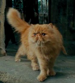 Crookshanks was Hermione Granger's pet cat. He is half-Kneazle, as evidenced by his lion-like appearance, ability to solve problems on his own without aid or teaching, and clear dislike of and ability at recognizing untrustworthy persons (even if they are transfigured). Hermione's Cat, Harry Potter Cat, Harry Potter Creatures, Harry Potter Wiki, Stile Harry Potter, Buku Harry Potter, Hogwarts Aesthetic, Prisoner Of Azkaban, Harry Potter Hermione