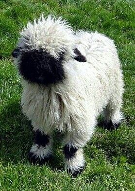 Black nosed sheep Blacknose Sheep, Valais Blacknose Sheep, Sheep And Lamb, Cute Sheep, Down On The Farm, Cute Critters, Favorite Animals, Animal Pics, Cute Creatures