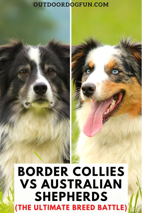 Border Collies vs. Australian Shepherds: both are herding dogs and look similar. They have high biddability traits, and both are medium-sized dogs. Border Collies win over Aussie Shepherds for intelligence and energy levels.To find the right breed, it is vital to pick the one that will fit into your family’s lifestyle best. #bordercollie #australianshepherd #dogbreeds Border Collies Herding, Border Aussie, Australian Shepherd Colors, Border Collie Herding, Best Farm Dogs, Lazy Dog Breeds, Herding Dogs Breeds, Designer Dogs Breeds, Beautiful Dog Breeds