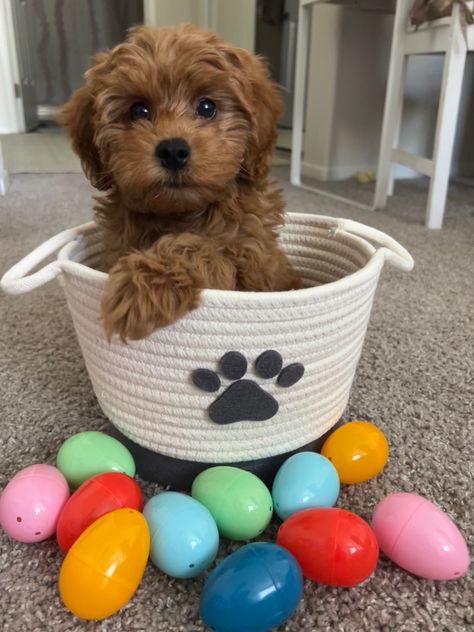 Mini goldendoodle puppy sitting in a woven basket surrounded by colorful plastic Easter eggs Micro Mini Golden Doodle, Mini Golden Doodle Puppy, Dog Aesthetic Golden Doodle, Petite Mini Goldendoodle, Mini Goodlendoodle Puppy, Mini Goldendoodle White And Brown, Mini Golden Doodle, Golden Doodle Puppy, F1 Mini Goldendoodle