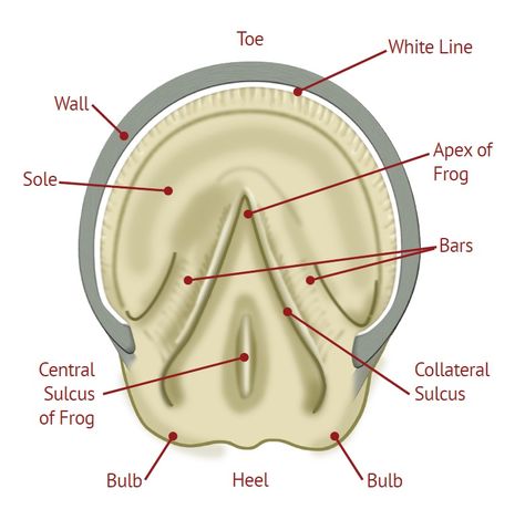 horse hoof anatomy Hoof Anatomy, Equine Vet, Equine Veterinarian, Equine Veterinary, Equine Care, Horse Lessons, Horse Information, Horse Hoof, Healthy Horses