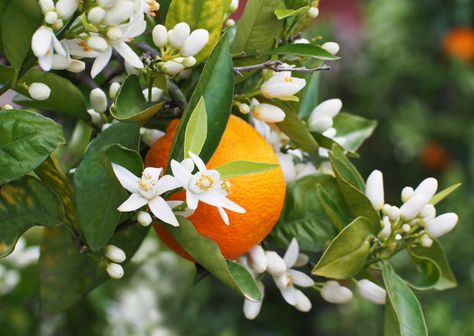 Orange Blossom Water is derived from steam distillation of the Fragrant White Flowers of the Bitter Orange Tree.   The intoxicating smell of the Orange Blossoms is reminiscent of summers along the Mediterranean Coast of Europe, North Africa and the Middle East.  Neroli, is another name for the essential oil of the Flowers which permeate the air energizing the mind and calming the senses.  Orange Blossom Water is one of the standout ingredients in the Foods, Teas, Coffees, Deserts of the Mid