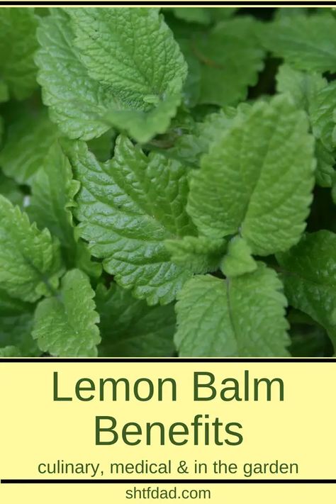 A Beginner's Guide To Lemon Balm Benefits and Growing Tips Growing Lemon Balm, Lemon Balm Benefits, Cloister Garden, Remedy For Cold, Earth Medicine, Pineapple Health Benefits, Witch Kitchen, Cold Sores, Lemon Benefits