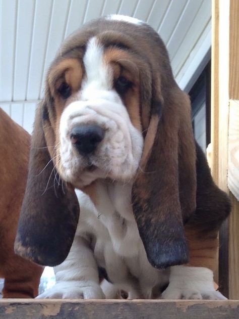 Basset Hound Puppies, Teacup Pug, Basset Puppies, Hound Dog Breeds, Bloodhound Dogs, Every Dog Breed, Nanny Dog, Basset Hound Puppy, Hound Puppies