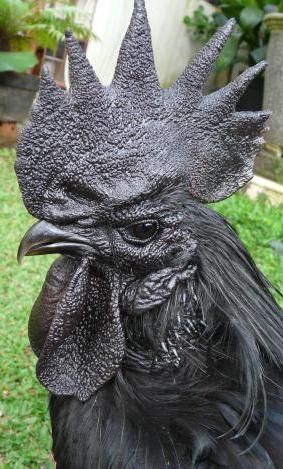 Ayam Cemani, Homestead Animals, Black Chicken, Fancy Chickens, Black Chickens, Chicken Life, Chickens And Roosters, Rare Animals, Chicken Breeds