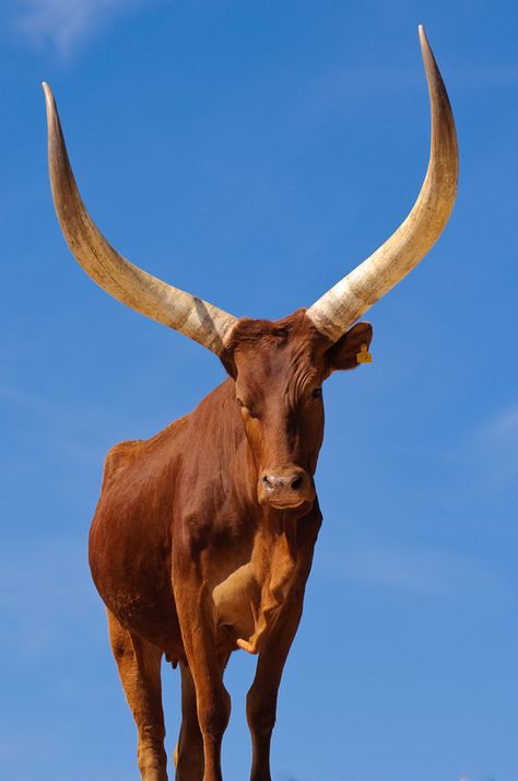 Ankole-Watusi Ankole Watusi, Animals With Horns, Longhorn Cattle, Bull Cow, Interesting Animals, Mule Deer, Cow Calf, Manx, Cow Art