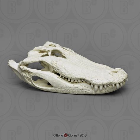 Skulls Reference, Crocodile Skeleton, Alligator Skull, Crocodile Skull, American Crocodile, Snake Skull, Skull Reference, Real Skull, Saltwater Crocodile