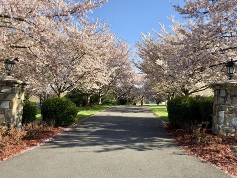 How about a cherry blossom tree lined driveway? Cherry Tree Lined Driveway, Lined Driveway, Weeping Cherry Tree, Weeping Trees, Cherry Blossom Branches, Spring Clean Up, Spring Trees, Tree Lined Driveway, Pretty Houses