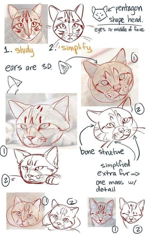 Face Drawing Tips, Tattoo Designs Drawings Sketches, How To Draw Cats, Sketches Inspiration, Tattoo Designs Drawings, Draw Cats, Cat Drawing Tutorial, Cats Art Drawing, Cat Anatomy