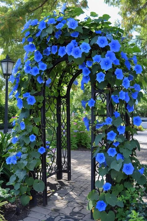 Morning Glory Vine, Blue Morning Glory, Blue Morning, Front Garden Landscape, Wallpaper Flowers, Nature Garden, Garden Trellis, Morning Glory, Exotic Flowers