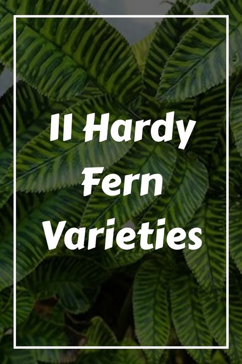 Discover 11 resilient fern species that all start with the letter ‘P’. Each of these plants holds the potential to elevate your garden with its own distinct allure and elegance. Explore a selection of hardy fern varieties that will add a touch of sophistication to your outdoor space. Fern Varieties, The Letter P, Garden Diary, Letter P, Lush Greenery, The Beauty Of Nature, Fern, A Garden, Outdoor Space