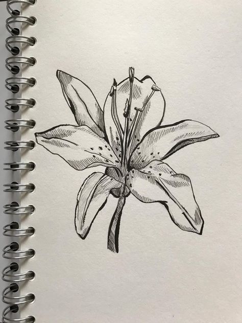 Liner Drawing Sketch, Fine Liner Flowers, Line Work Flowers, Fine Liner Sketch, Fine Liner Drawings, Flower Sketch Pencil, Lily Drawing, Tiger Lily Tattoos, Flowers Sketch