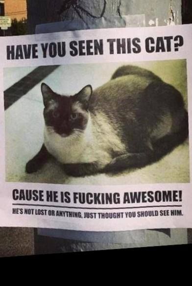 have you seen this cat? He's not lost, just awesome! Missing Cat Poster, Cat Language, Funny P, Funny Bunnies, Cat Posters, Funny Cat Memes, Crazy Cat, Have You Seen, Too Funny