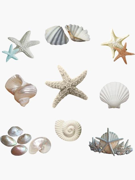 "seashell aesthetic" Sticker for Sale by plumiingo | Redbubble Seashell Aesthetic, Aesthetic Bucket Hat, Aesthetic Sticker, Png Aesthetic, Photo Stickers, Art Collage Wall, Aesthetic Stickers, Beach Aesthetic, Design Graphique