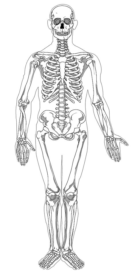 Andrew T. Still establishes osteopathy, a branch of medicine that stresses the importance of healthy bones and muscles to one’s overall health. Enjoy this skeleton worksheet and activity, part of the 1874 Teachable #Timeline #Roundup. Inner Ear Diagram, Human Skeleton Labeled, Anatomical Position, Ear Diagram, Skeletal System Anatomy, Skeleton System, Skeleton Human, Human Body Worksheets, Human Skeletal System