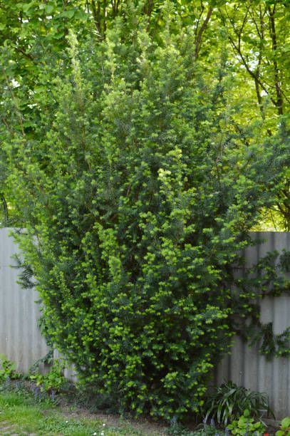 Tall Evergreen Shrubs, Tall Plants For Privacy, Best Privacy Trees, Living Privacy Fences, Pergola Privacy, Privacy From Neighbors, Privacy Shrubs, Best Trees For Privacy, Fast Growing Privacy Shrubs