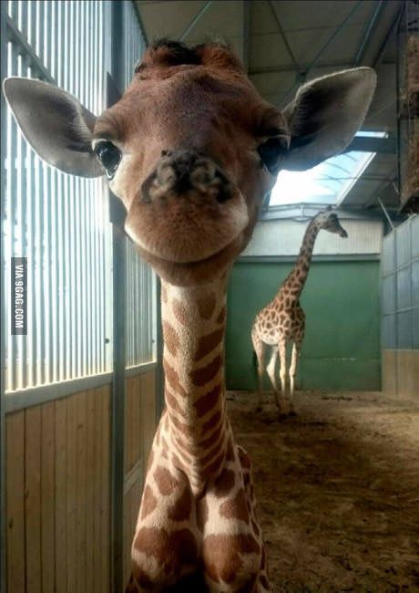 Baby giraffe loves to smile! Born on July 10th 2016 at Touroparc Zoo (Macon, France) Giraffe Pictures, A Giraffe, Cute Giraffe, Baby Animals Funny, Baby Giraffe, Cute Animal Pictures, Happy Animals, Sweet Animals, Funny Animal Pictures