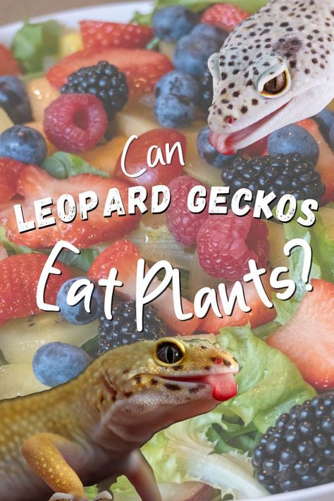 Leopard Gecko Food - Can leopard geckos eat fruit or vegetables?  Reptiles can have a variety of dietary needs, and it’s important for pet owners to know what to feed their animals. Some lizard species enjoy a mix of insects, small animals, and plants, it’s not the correct diet for all reptiles. Find out if you should be including plants in your leopard geckos diet! Lepord Gecko Cages, Leopard Gecko Safe Plants, Lepord Gecko Enclosure Ideas, Leopard Gecko Food List, Lepord Gecko Habitat Ideas Aesthetic, Diy Leopard Gecko Enclosure, Bioactive Leopard Gecko Tank, Cute Leopard Gecko Tank Ideas, Leopard Gecko Habitat Ideas