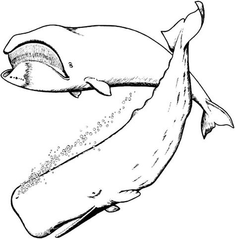 Blue Whale and Sperm Whale Coloring Page Sperm Whale Drawing, Preschool Activities Ideas, Whale Coloring, Drawing Ocean, Whale Pictures, Whale Coloring Pages, Kawaii Coloring Pages, Ocean Coloring Pages, Kindergarten Coloring