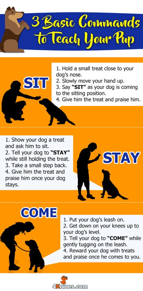 Commands to teach your puppy: Training Your Dog to Listen to You is something some owners struggle with. Here is a great guide which has dog training obedience tips to help you learn how to train them to listen to you. It cover many things like training dog not to bark and training dog not to jump with excitement and contains many other dog training advice. It is created by a famous certified dog trainer. Click the pin to know more. #guide #tips #training #dog #pet #owner #dogowner #guide Perro Shih Tzu, Dog Minding, Easiest Dogs To Train, Dog Nose, Puppy Training Tips, Dog Training Techniques, Best Dog Training, Aggressive Dog, Training Your Puppy