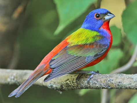 Bunting Bird, Colourful Birds, Painted Bunting, Image Painting, All Birds, Colorful Birds, Bird Species, Song Bird, Central America