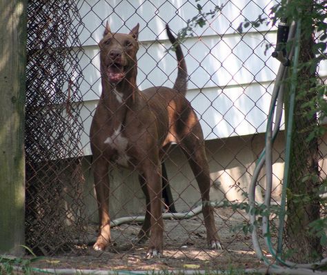 Doberman-Pitbull Mix | A neighbor has two of these - I had t… | Flickr Doberman Pitbull Mix Dog Breeds, Black Pitbull Puppies, Big Pitbull, Doberman Mix, Black Pitbull, Blue Nose Pitbull, Scary Dogs, Animal Reference, Dog List