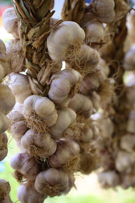 Braided Garlic from the Hudson Valley Garlic Festival Braided Garlic, Easy Roasted Garlic, Garlic Garden, Garlic Festival, Braised Chicken Thighs, Crispy Chicken Thighs, Urban Backyard, How To Roast, Garlic Head