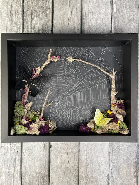 CreativeCinderella Shadow Box Insects, Spider Web Art, Oddities Decor, Taxidermy Decor, Web Spider, Insect Taxidermy, Real Nature, Bone Crafts, Dark Home Decor