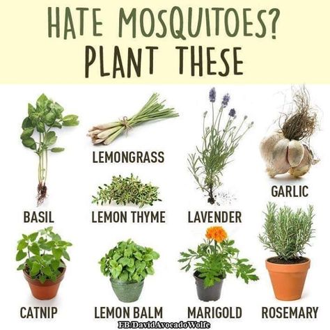 Do You Have Any Of These Planted? 🌱 Fortunately, mosquito season is over, up here, in Canada 😊 Anti Mosquito Plants, Mosquito Repelling, Mosquito Plants, Perfect Apartment, Mosquito Repelling Plants, Apartment Plants, Homestead Living, Anti Mosquito, Air Purifying