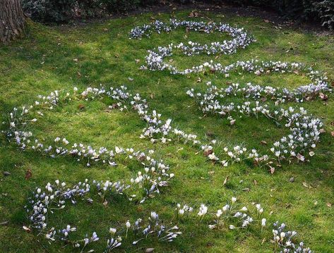 swirling stinzenplanten lawn - stinzen garden bulb patterns in the lawn - - Learn how to plan and plant spring flowers, daffodils and other naturalized bulbs under your lawn. Make the spring garden come earlier with a stinzenplanten - a natural garden that grows wild under your grass. Flowers Daffodils, Garden Bulbs, Spring Bulbs, Front Yard Garden, Plant Combinations, Seasonal Garden, Natural Garden, Garden Features, Planting Bulbs