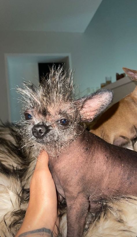 Cursed Chihuahua, Ugly Pets, Cute Chiwawa, Ugly Dog Breeds, Ugly Puppies, Chiwawa Puppies, Chiwawa Dog, Funny Looking Dogs, Ugly Dog