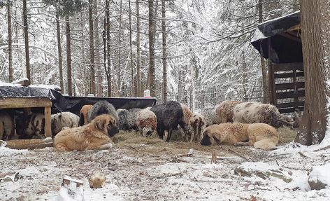 Livestock Guardian Dog Shelter, Working Dogs Farm, Livestock Guardian Dog Breeds, Guardian Dog, Livestock Guardian Dog, Livestock Guardian, Homestead Ideas, Dog Sports, Stud Dog