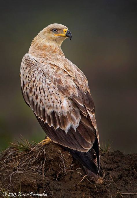 Tawny eagle (Aquila rapax). It breeds in most of Africa both north and south of the Sahara Desert and across tropical southwestern Asia to India. Tawny Eagle, Raptors Bird, Cooper's Hawk, The Sahara Desert, Wild Kingdom, Eagle Art, Kinds Of Birds, Cute Pets, Sahara Desert