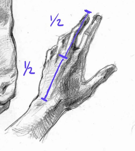 Drawing Hand Step By Step, Hand Drawing Guidelines, Drawing Hands Tutorial Step By Step, How To Draw Hands Step By Step, Draw Hands Step By Step, Simple Anatomy, Hand Studies, Drawing Anime Hands, Portrait Drawing Tips