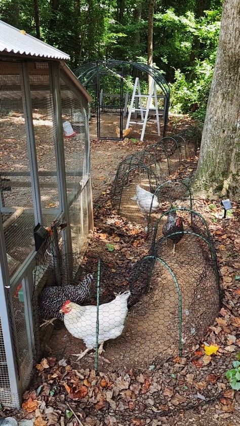 Katie Williams | The Hennies are loving their new Chicken Tunnel & Fern's run gives me life! #chickens #backyardchickens #chickencoop #chickenrun... | Instagram Indoor Chicken Cage, Chicken Coop Rainwater System, Chicken Duck Coop Combo, Chicken Yard Ideas Easy Diy, Chicken Coop Feeder Ideas, Easy Chicken Coop Diy, Indoor Chicken Coop, Quail Coop Ideas, Basic Chicken Coop