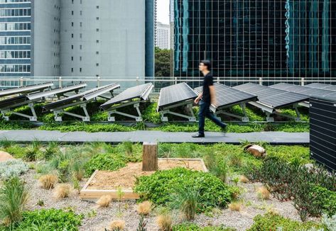 Solar Panel Landscape Design, Green Roof Solar Panels, Biosolar Green Roof, Pv Panels Architecture, Solar Panel Garden, Solar Panel Roof Design Green Building, Green Roof With Solar Panels, Solar Panel Roof Design Architecture, Rooftop Solar Panels