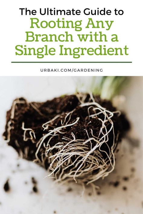 Are you interested in expanding your plant collection through propagation? Look no further! In this article, we will discuss a remarkable technique that allows you to root any branch effortlessly using just one ingredient. Whether you have lemon, orange, bougainvillea, or orchid branches, this method is applicable to all plant species. Read on to discover the incredible results achieved by this simple but effective process. Have you ever wondered how to promote root growth in plant cuttings... Root Growth Plants, How To Grow A Tree From A Branch, Propagate Tree Branches, Orange Bougainvillea, Utah Gardening, Rooting Plants, Farming Tips, Growing Vegetables In Pots, Berry Garden