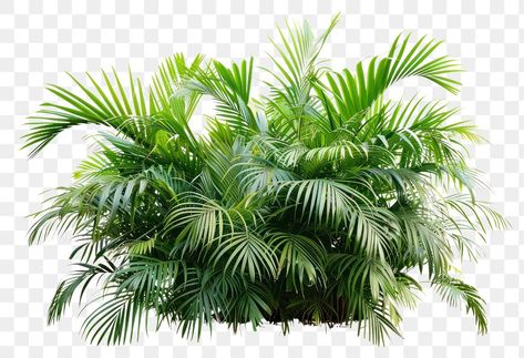 Lush tropical palm leaves foliage | free image by rawpixel.com / Boom Vegetation Png, Palm Tree Plant, Leaves Png, Tropical Palm Leaves, Tropical Palm, Tree Leaves, Palm Leaves, Artificial Plants, Free Image