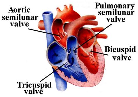 Difference of Arteries and Veins and structure of human Heart (SA and AV node, definition semilunar valve) and more Heart Veins, Anatomi Dan Fisiologi, Anatomy Flashcards, Heart Diagram, Human Physiology, Biology Major, Penyakit Jantung, Heart Valves, Arteries And Veins