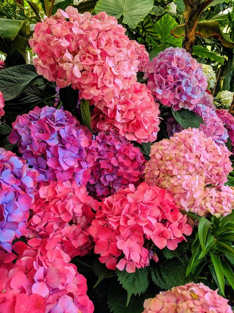 Penpal Inspiration, Prettiest Flowers, I Miss Summer, Save Ferris, Pink Hydrangeas, Digital Inspiration, Peonies And Hydrangeas, Prettiest Bouquet, Nothing But Flowers